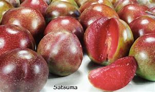 Image result for Satsuma Fruit