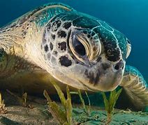 Image result for Exotic Marine Life