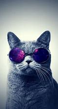 Image result for Swag Cat