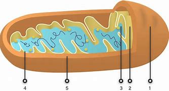 Image result for DNA Mitokondria