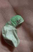 Image result for Chameleon Babies GIF