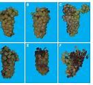 Image result for Grapes sunburn