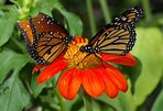 Image result for Butterflies. Size: 148 x 101. Source: picsoi.com