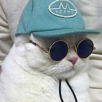 Image result for Cat with Hat and Sunglasses