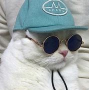 Image result for Cat with Hat and Glasses Meme
