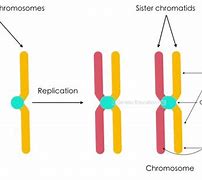 Image result for chromosomes vs chromatids