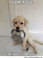 Image result for Funny Hungry Dog Meme