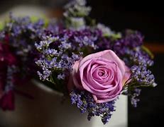 Image result for Flower with Purple Faded Pink Petals