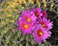 Image result for Desert Plants Barrel Cactus