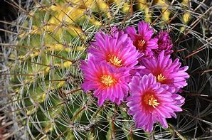 Image result for Barrel Cactus in Desert