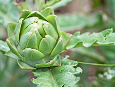 Image result for Edible Plants Looks Like Chi Tea Pods