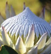 Image result for Plants Indigenous to Upington