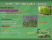 Image result for Carstvo Biljaka