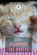 Image result for Funny Cat Quotes for Signs and Sayings