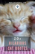 Image result for Funny Cat Quotes