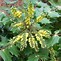 Image result for Mahonia bealei