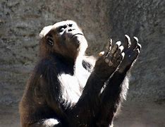 Image result for Apes Praying