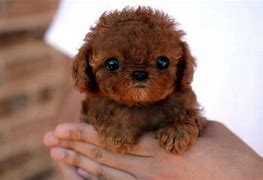 Image result for Cutest Baby Dog in the World