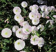 Image result for Convolvulus nitidus