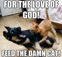 Image result for Best Funny Cat Meme