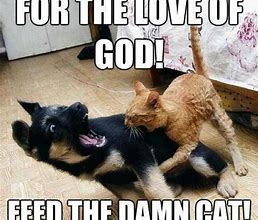 Image result for Cute Cat Jokes
