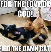 Image result for Cute Funny Cat Joke