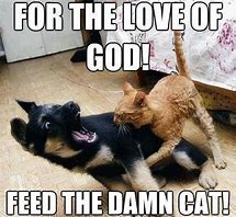 Image result for Funny Cat Jokes