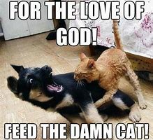 Image result for Cute Funny Cat Joke