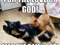 Image result for Funny Cat Memes About Dogs