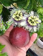 Image result for Passion Vine Fruit Edible