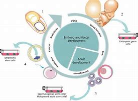 Image result for Early Embryo Germ Cell