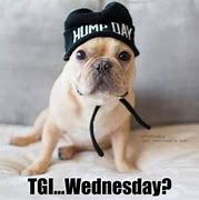 Image result for Wednesday Pug Meme