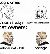 Image result for What Breed Is Your Cat Orange Meme