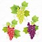 Image result for Grapes Cartoon