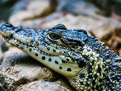 Image result for Cute Crocodile