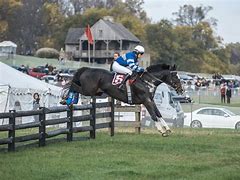 Image result for Steeplechase Horse Racing