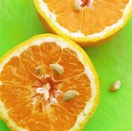Image result for Orange with Seeds