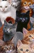 Image result for Crazy Cat Lady Background Wallpaper
