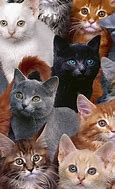 Image result for Crazy Cat Lady Wallpaper