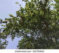 Image result for Stone Apple Tree