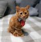 Image result for Cat Wearing a Suit