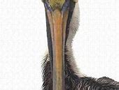 Image result for Pelican Face
