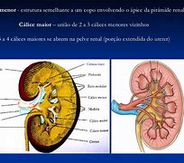 Image result for calicinal