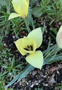 Image result for Tulipa Honky Tonk