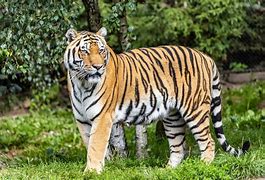 Image result for Unsplash Tiger