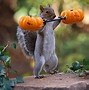 Image result for Squirrel Funny Pumpkin