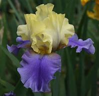 Image result for Iris germanica Gypsy Jewels