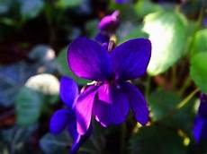 fiori a palla viola fiore viola piante annuali la viola fiori a palla viola fiore viola piante annuali la viola