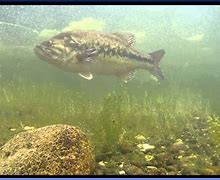 Image result for Bass Fish Swimming