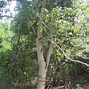 Image result for Manchineel Tree Trunk